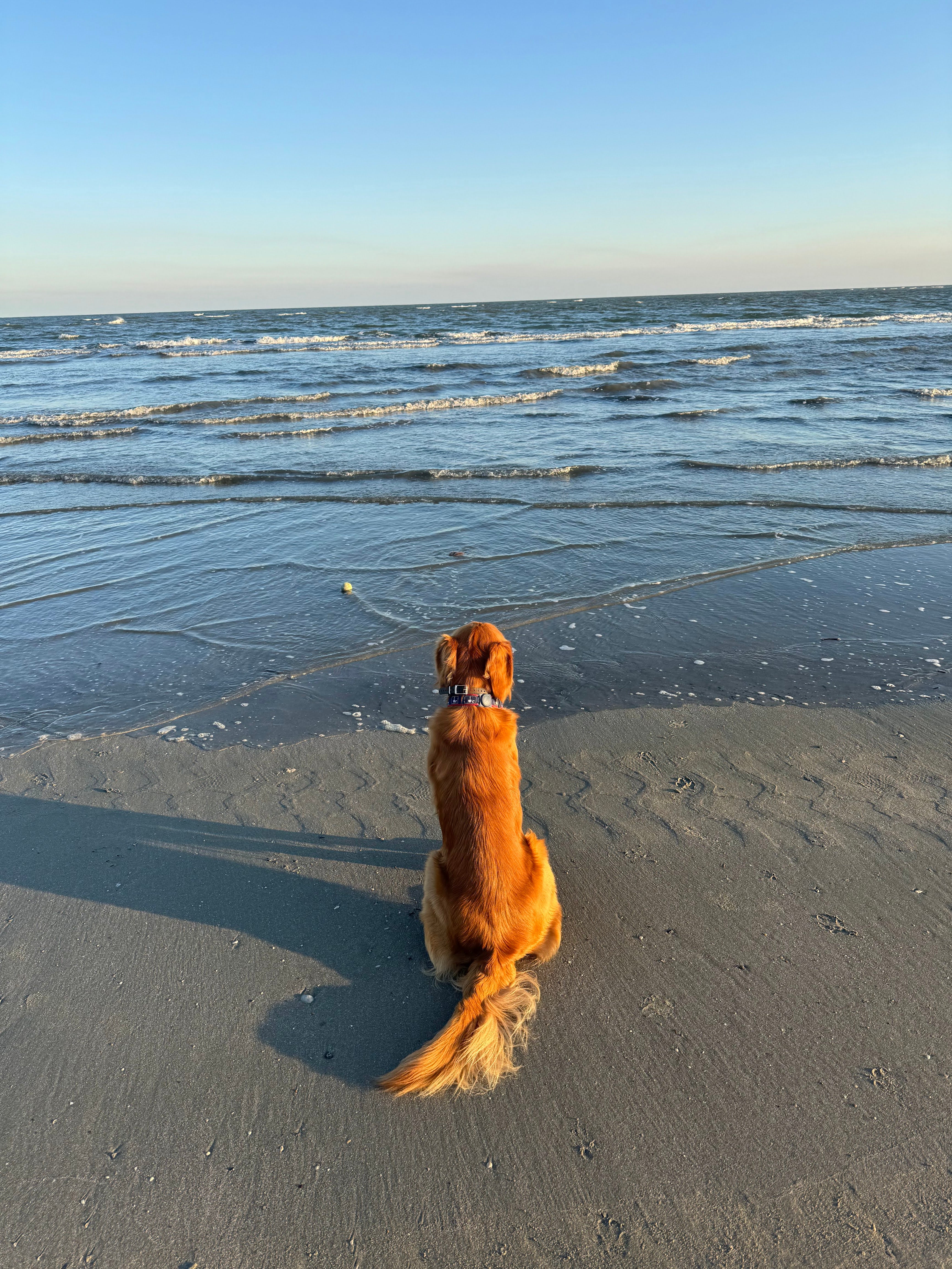 A golden retriever dog wearing a blue collar walks on a wet sandy beach next to the ocean under a clear blue sky.